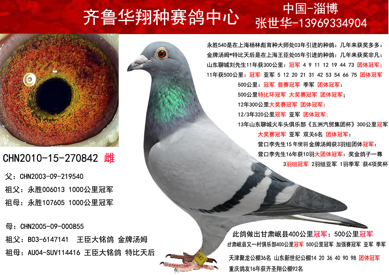 齐鲁华翔 - 中信网铭鸽展厅 www.ag188.com