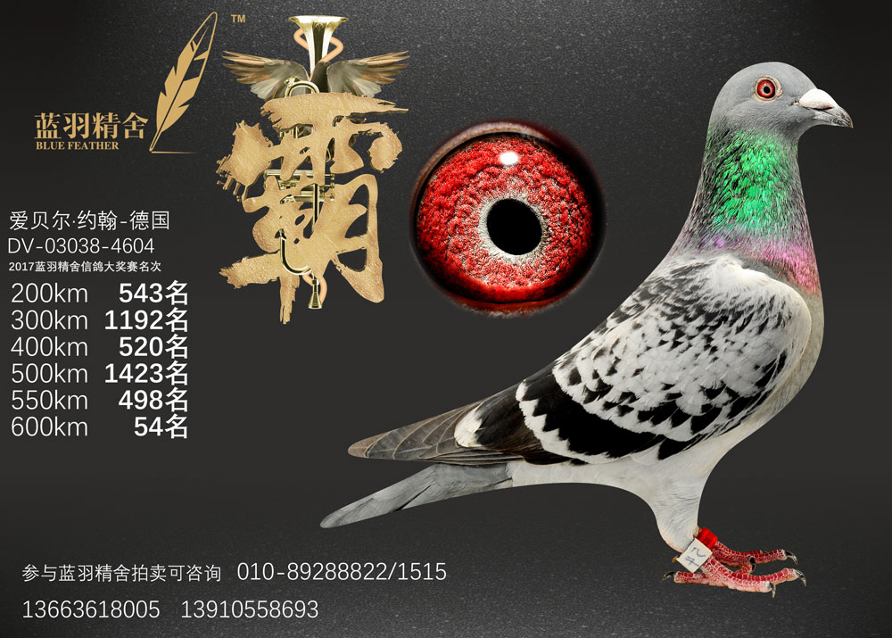 信鸽在线拍卖平台 - 中国信鸽信息网