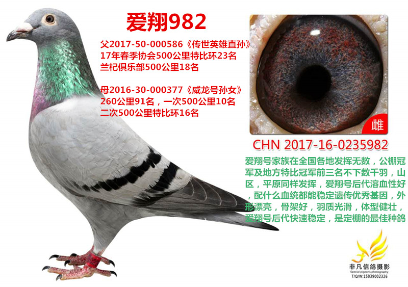 铭 鸽  新鸽上架  推荐铭鸽  定价鸽  信鸽拍卖 黄金配对   网上展厅