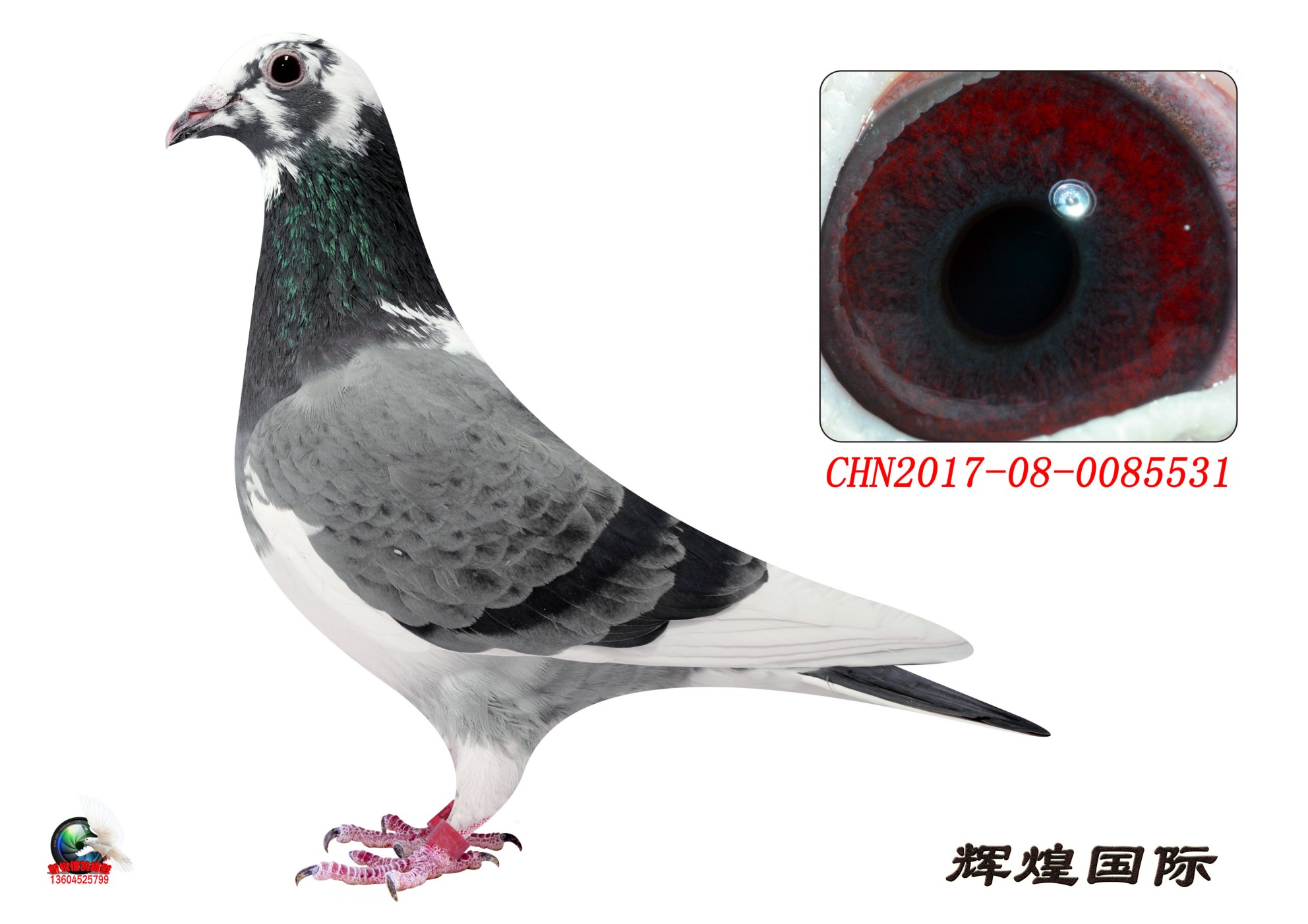 信鸽在线拍卖平台 - 中国信鸽信息网