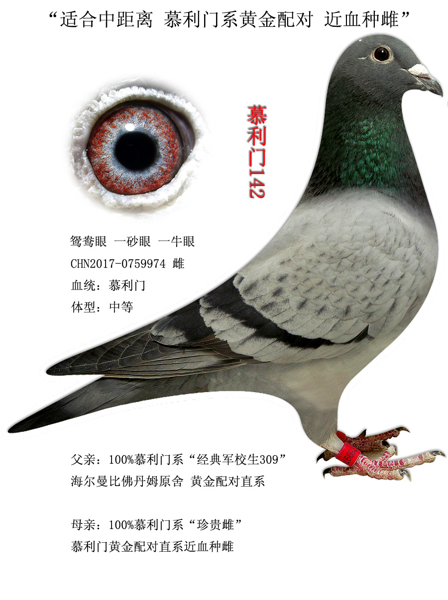 信鸽在线拍卖平台 - 中国信鸽信息网