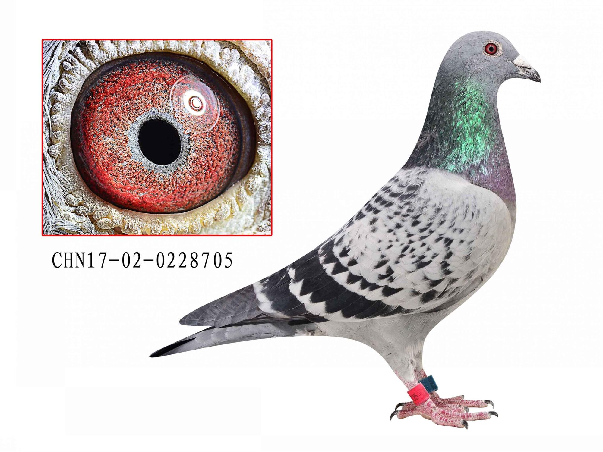 凡龙配德国鸽王 成绩鸽 保证金级 拍卖