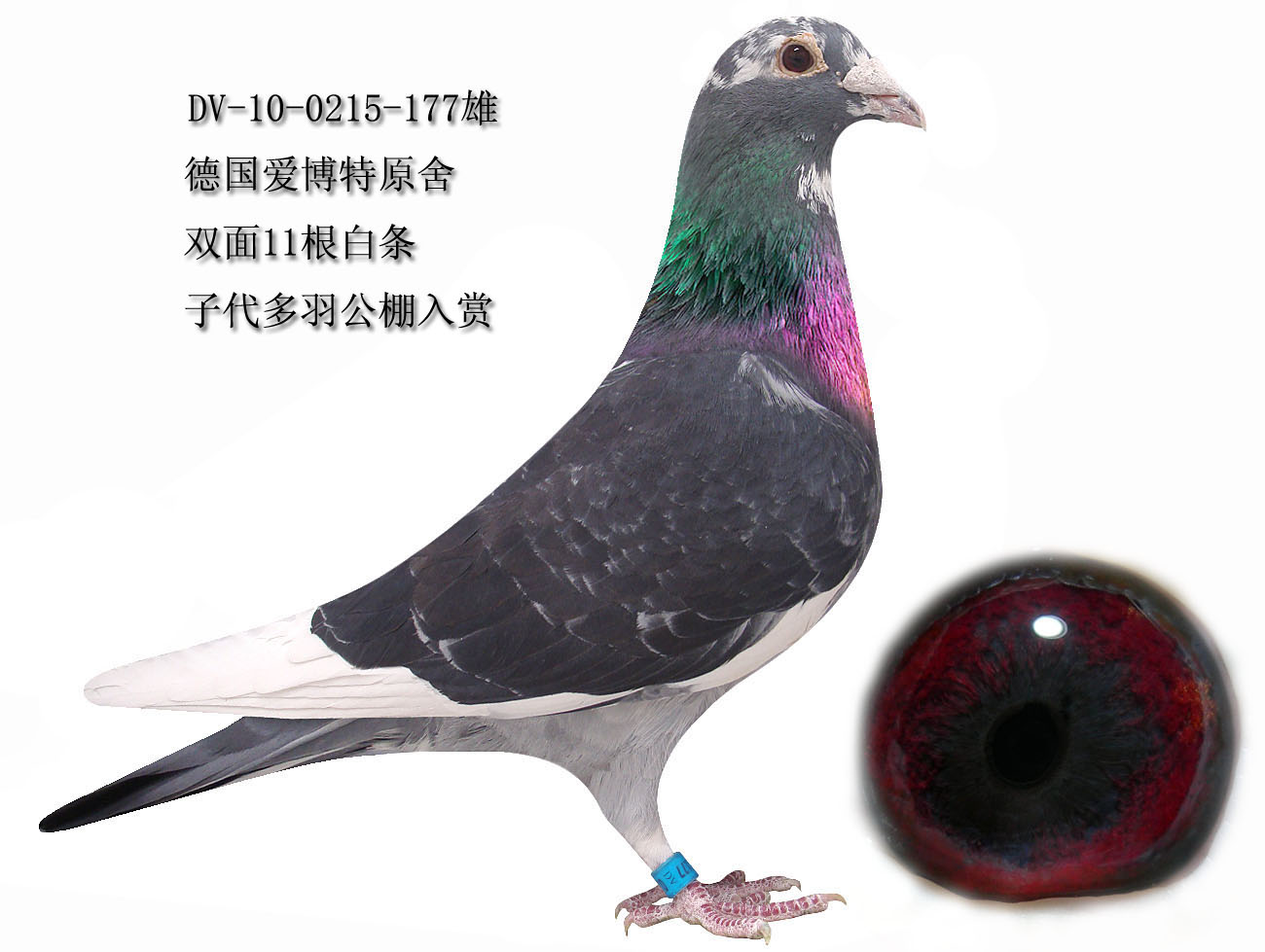 >> 查看拍卖商品