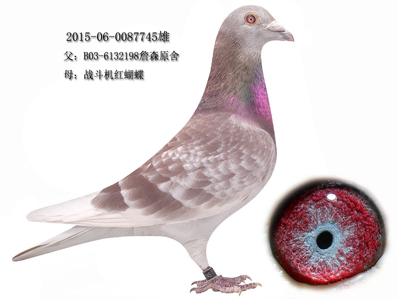 >> 查看拍卖商品