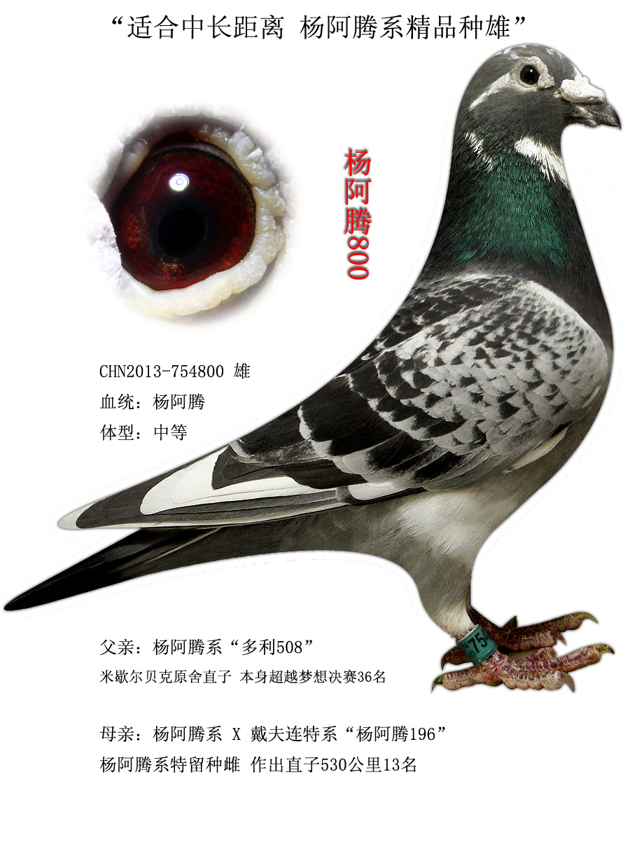 适合中长距离 杨阿腾系精品种雄 保证金级 拍卖