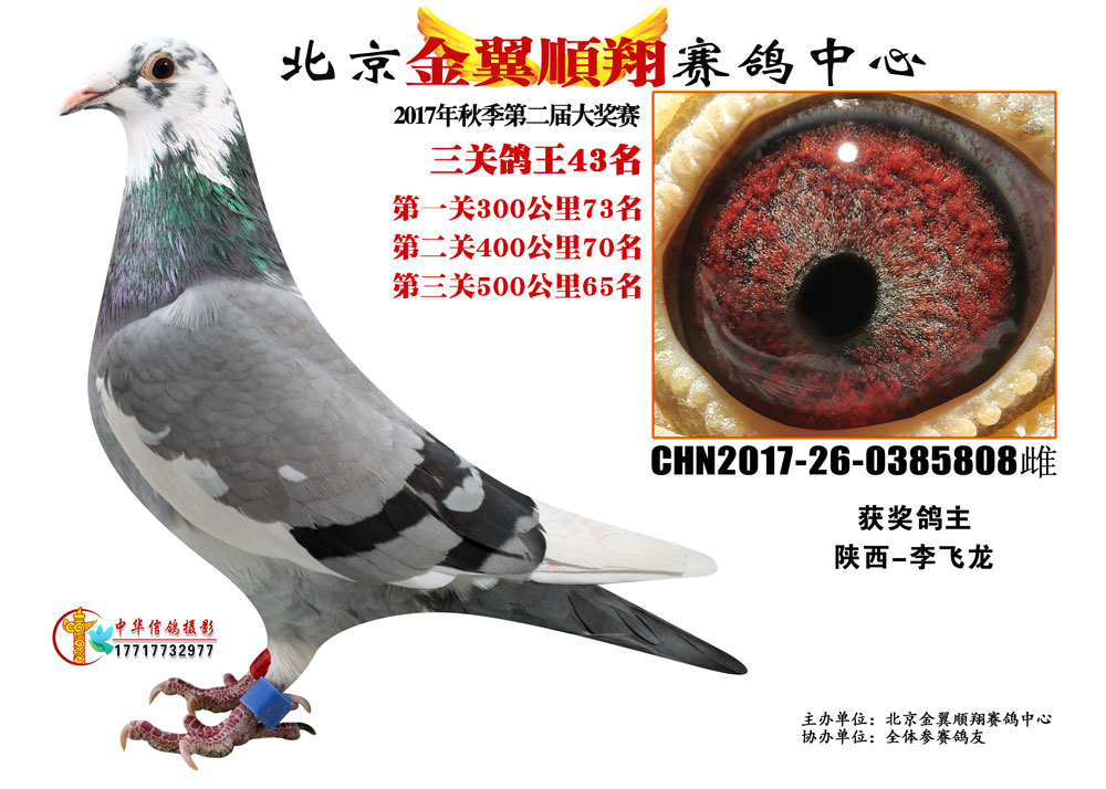 翔锐信鸽传媒