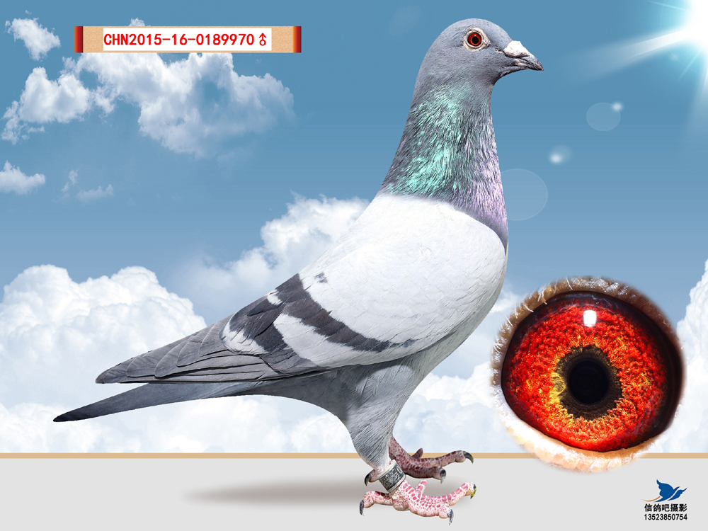 >> 查看拍卖商品