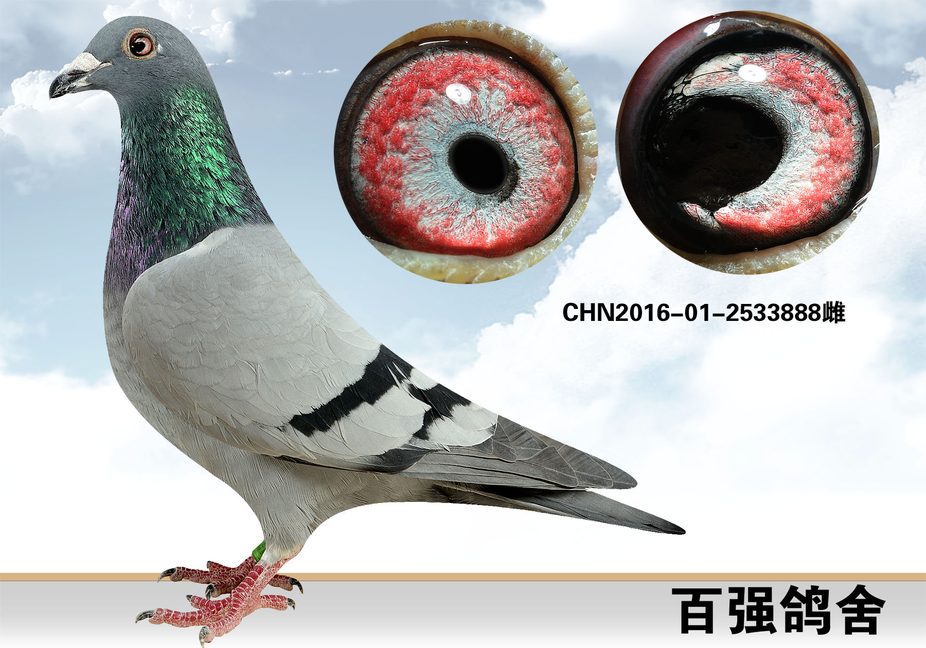 信鸽在线拍卖平台 - 中国信鸽信息网