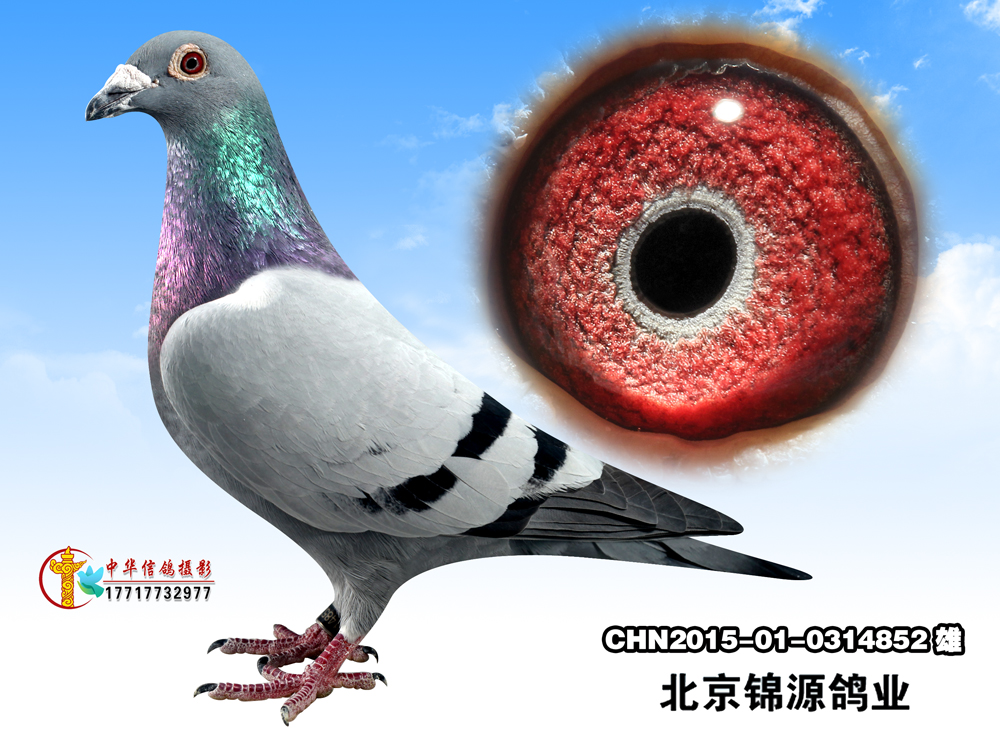 考夫曼小迪克 保证金级 拍卖