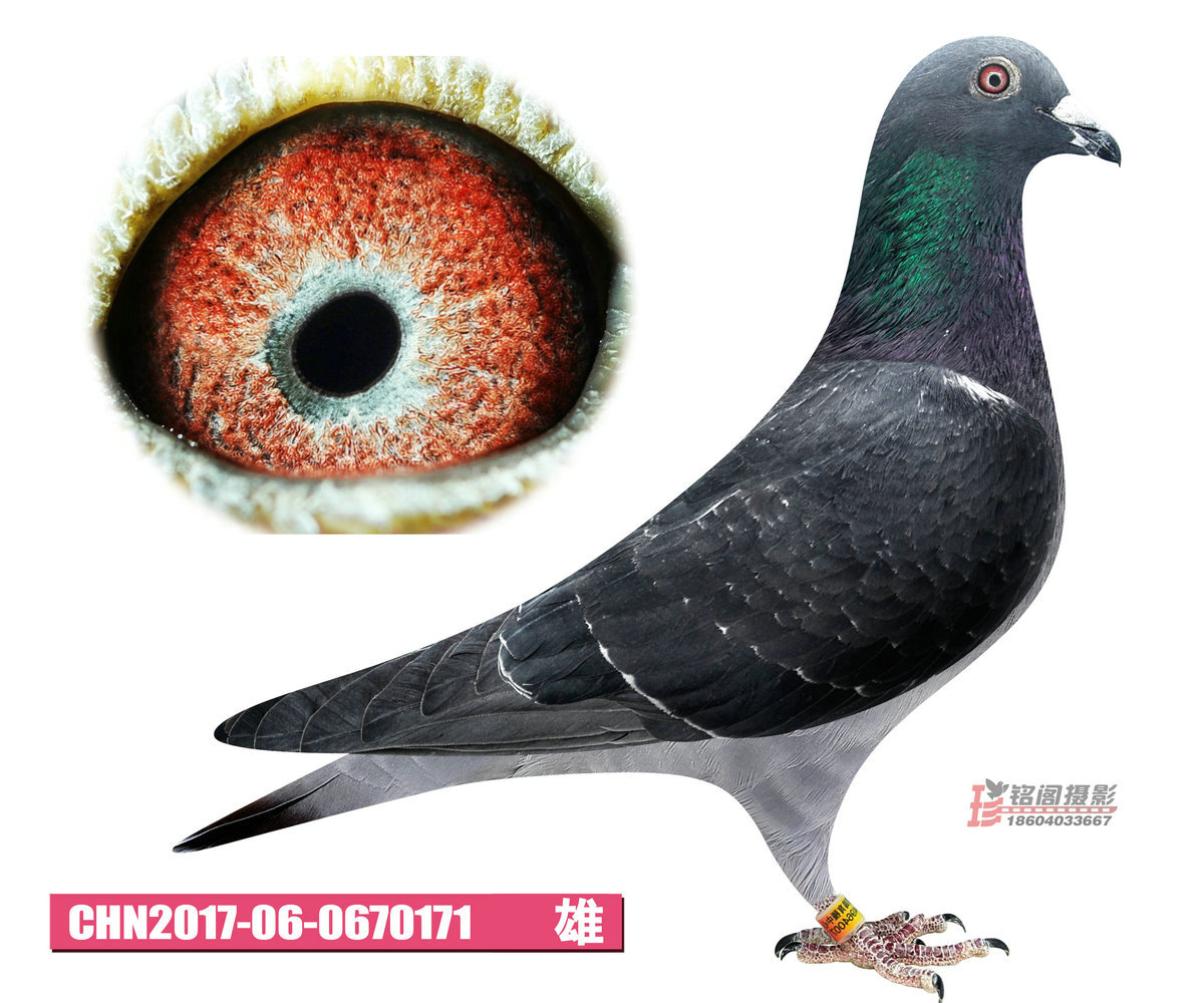 佛卡门-潘特小子171 保证金级 拍卖