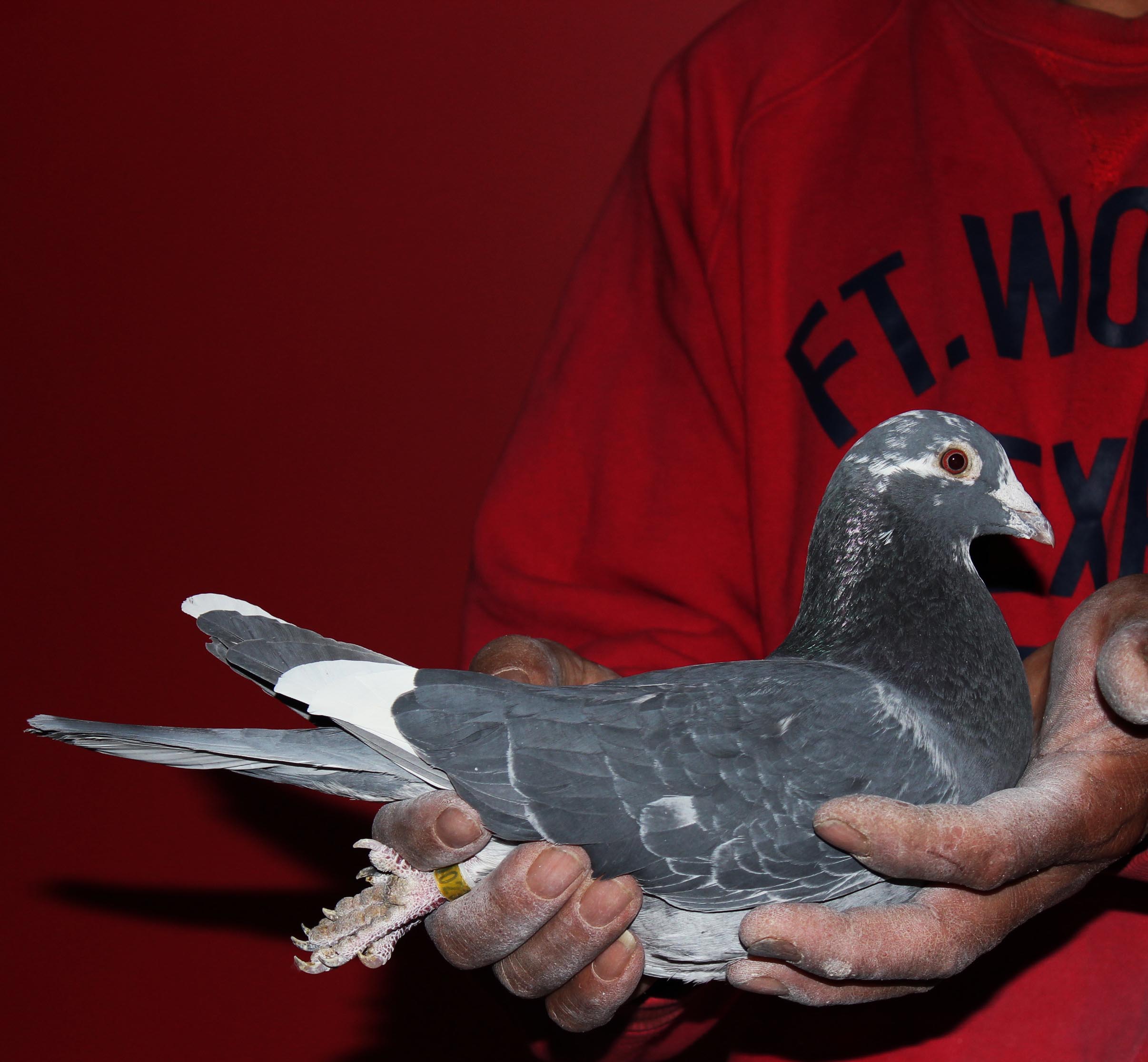 >> 查看拍卖商品