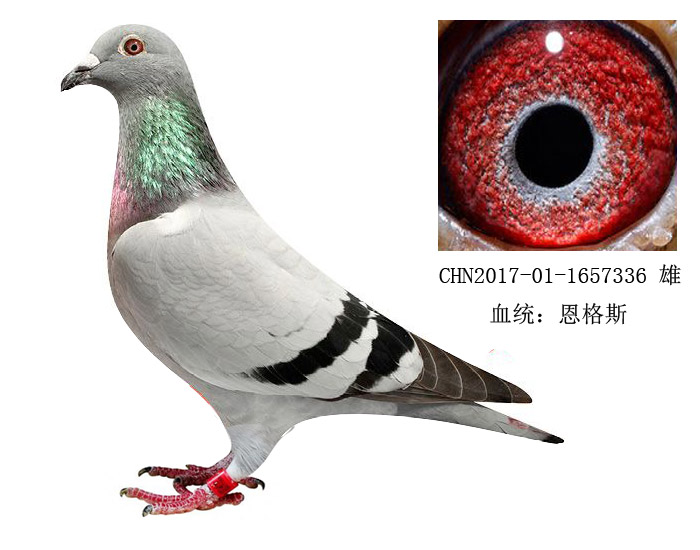 >> 查看拍卖商品