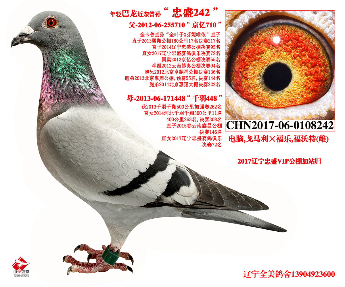 辽宁.全美 - 中信网铭鸽展厅 www.ag188.com