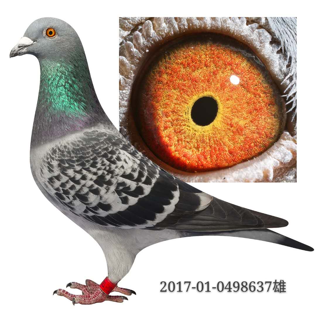 北京金马国际鸽业