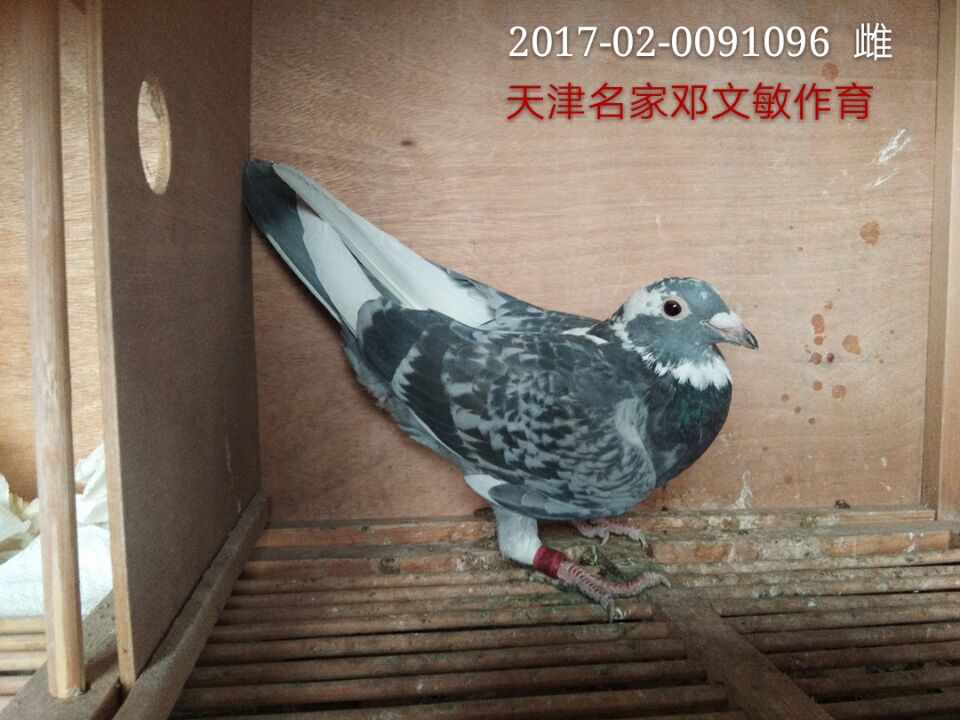 鸽王邓文敏作育 保证金级 拍卖