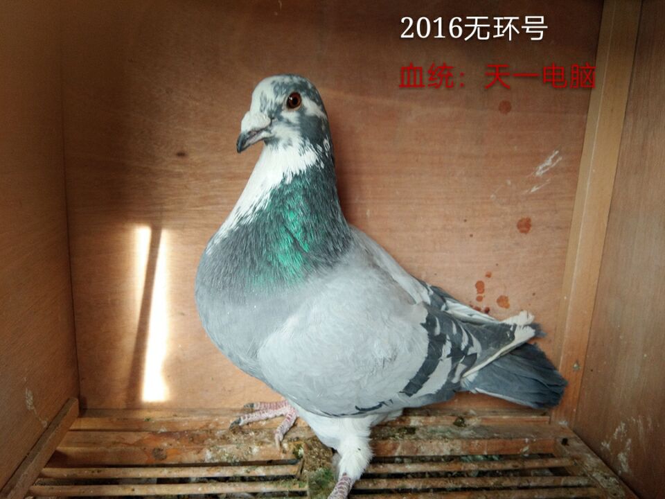 天一电脑无环号 保证金级 拍卖
