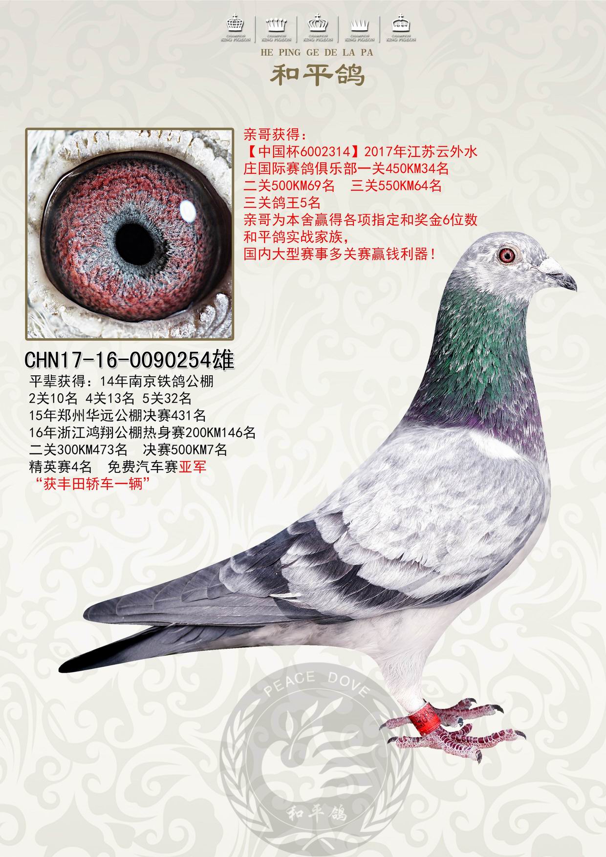 和平鸽德拉帕 - 中信网铭鸽展厅 www.ag188.com