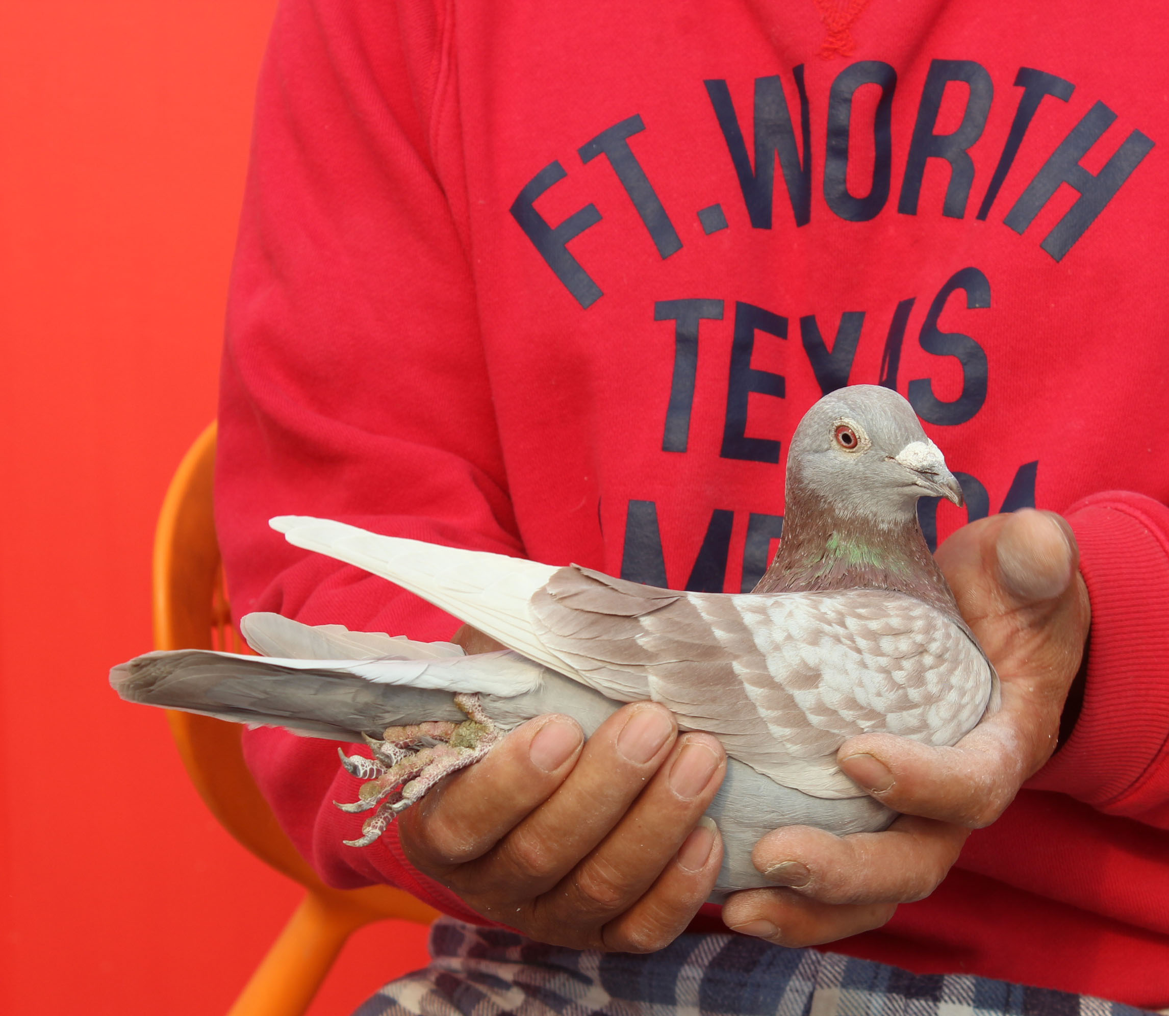 信鸽在线拍卖平台 - 中国信鸽信息网