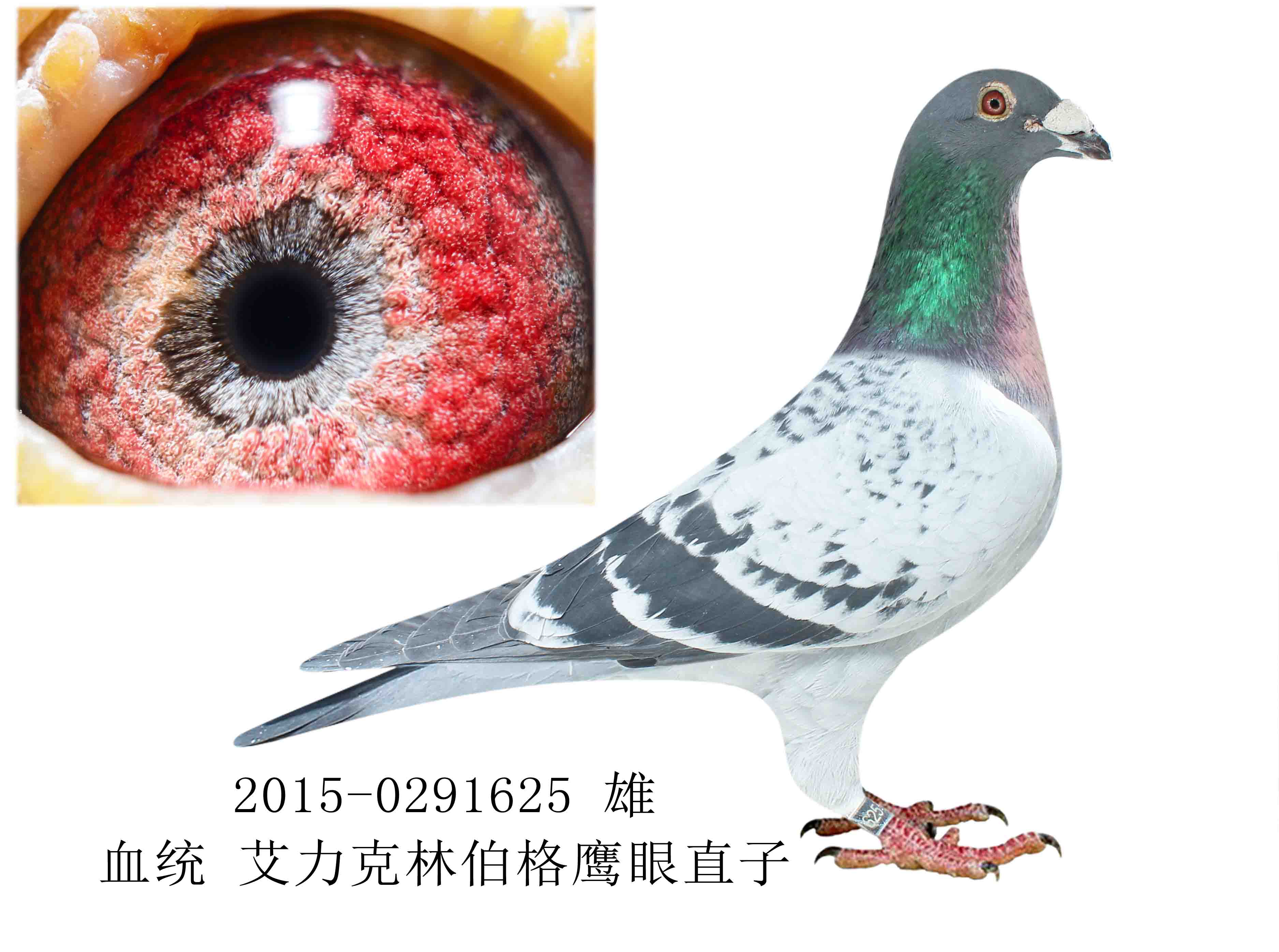 艾力克林伯格鹰眼直孙 保证金级 拍卖