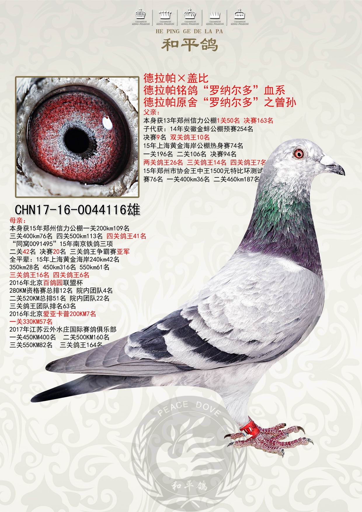 和平鸽德拉帕 - 中信网铭鸽展厅 www.ag188.com