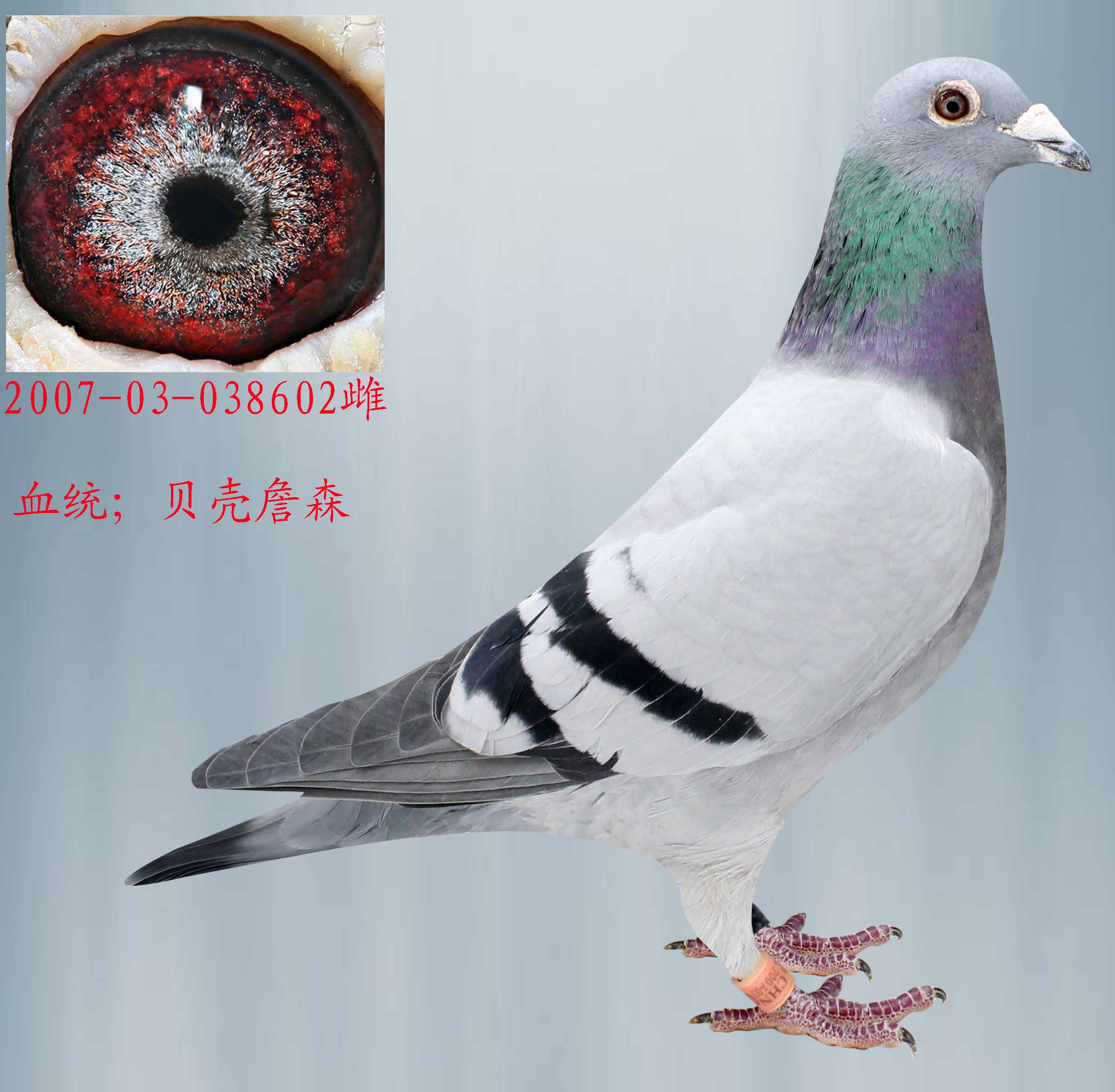 >> 查看拍卖商品