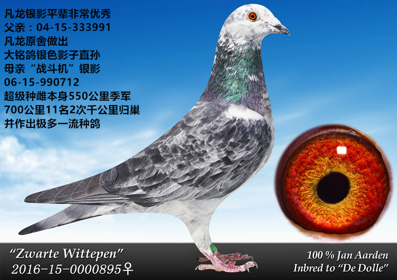 凡龙超级好鸽子 保证金级 拍卖