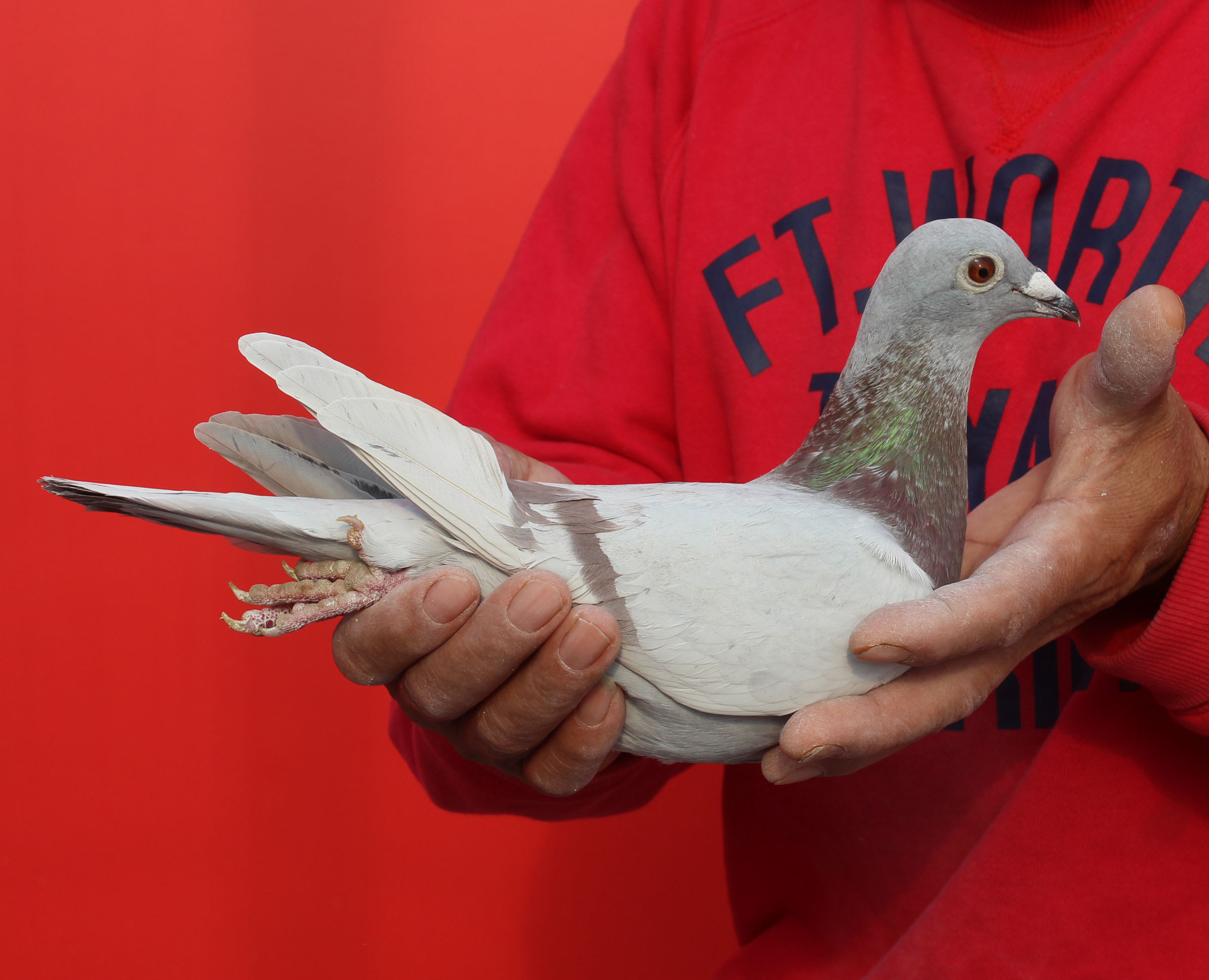 信鸽在线拍卖平台 - 中国信鸽信息网