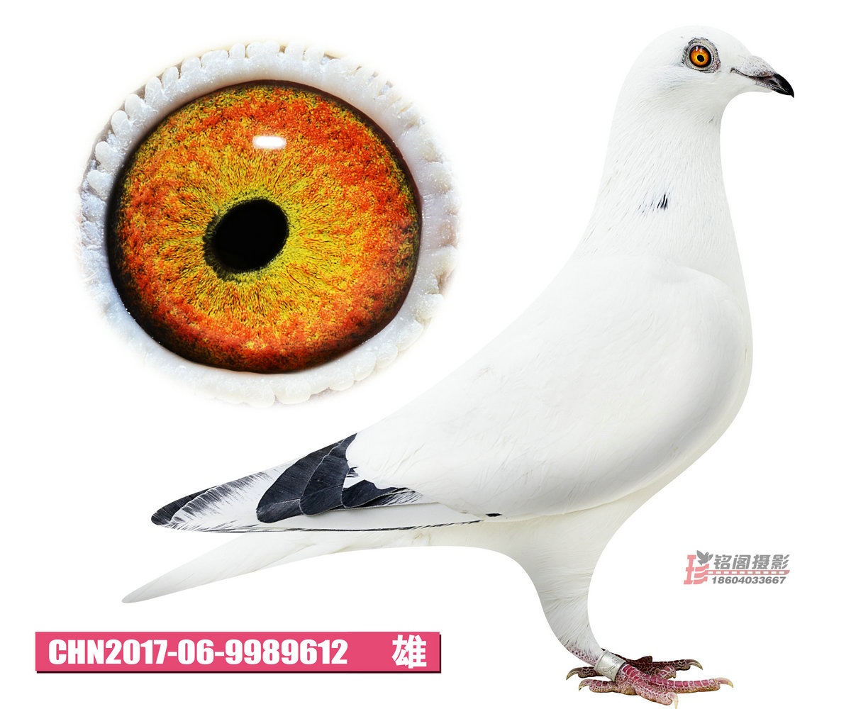东北虎赛鸽精英中心在线拍鸽
