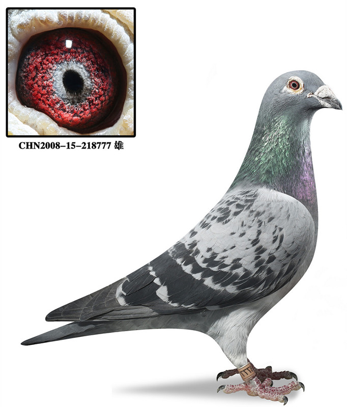 >> 查看拍卖商品