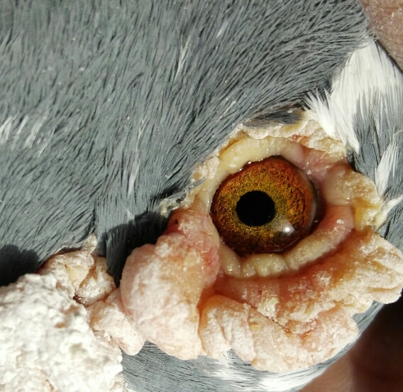 桑杰士第一武士 保证金级 拍卖