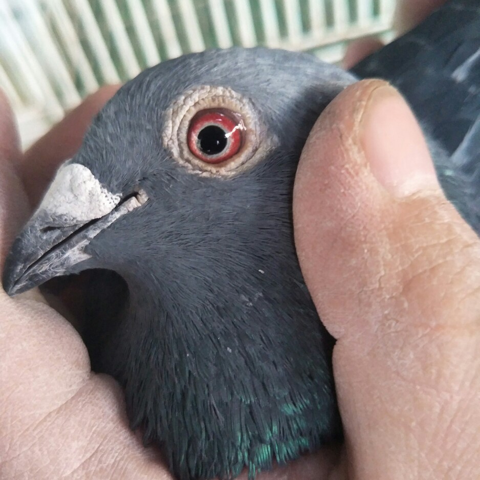 >> 查看拍卖商品