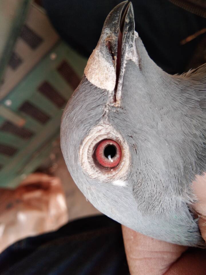 李鸟鸽子眼睛图片图片