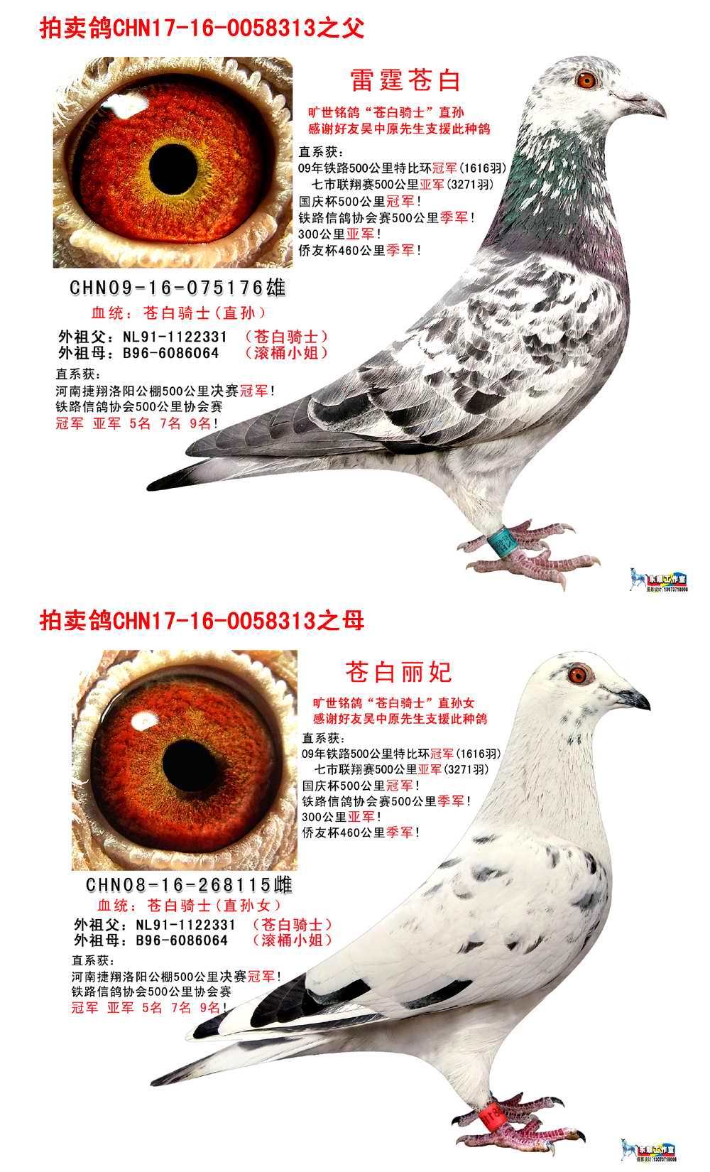 信鸽在线拍卖平台 - 中国信鸽信息网