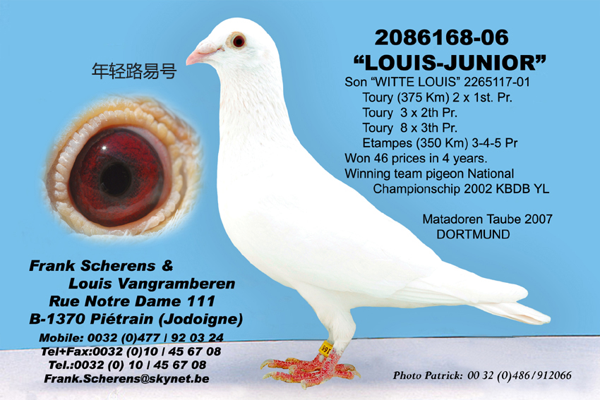 白鸽比利时凡格米内6雄(16646) 保证金级 拍卖