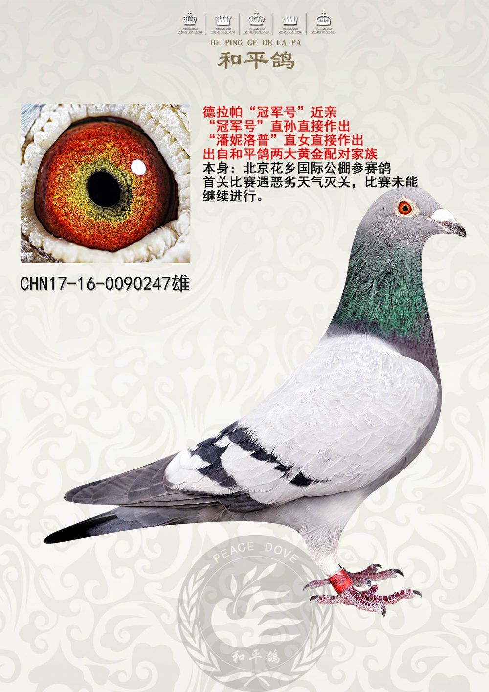 和平鸽德拉帕 - 中信网铭鸽展厅 www.ag188.com