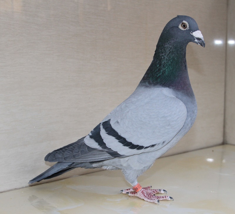 信鸽在线拍卖平台 - 中国信鸽信息网