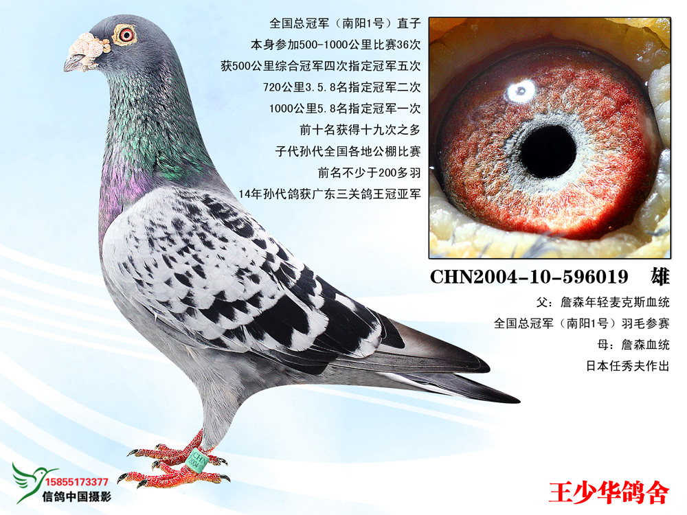 全国总冠军王少华 - 中信网铭鸽展厅 www.ag188.com