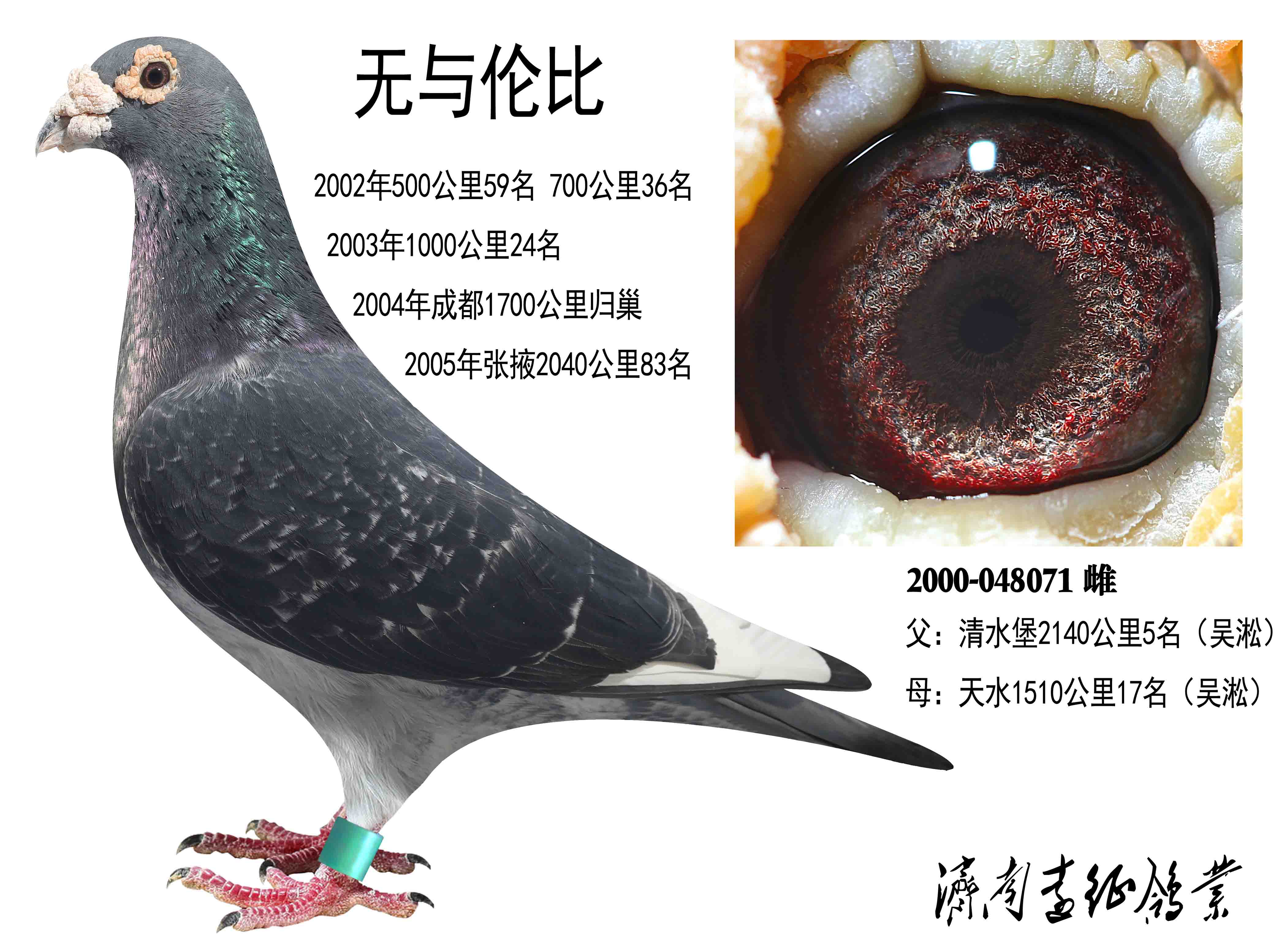 信鸽在线拍卖平台 - 中国信鸽信息网