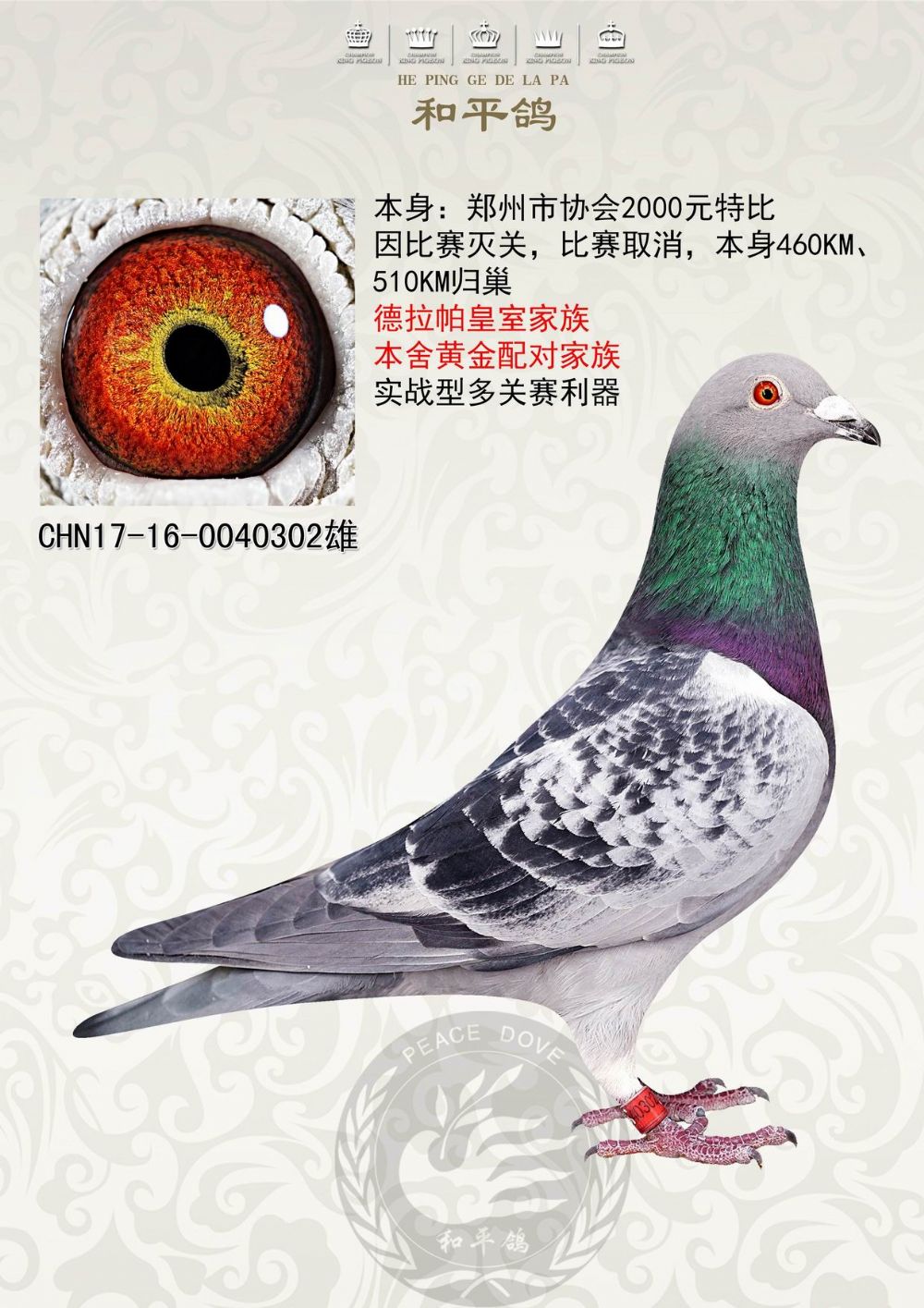和平鸽德拉帕 - 中信网铭鸽展厅 www.ag188.com