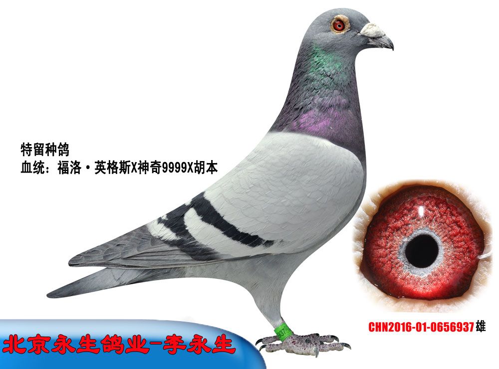 信鸽拍卖首页 拍卖专题 >> 查看拍卖商品   李永生0656937