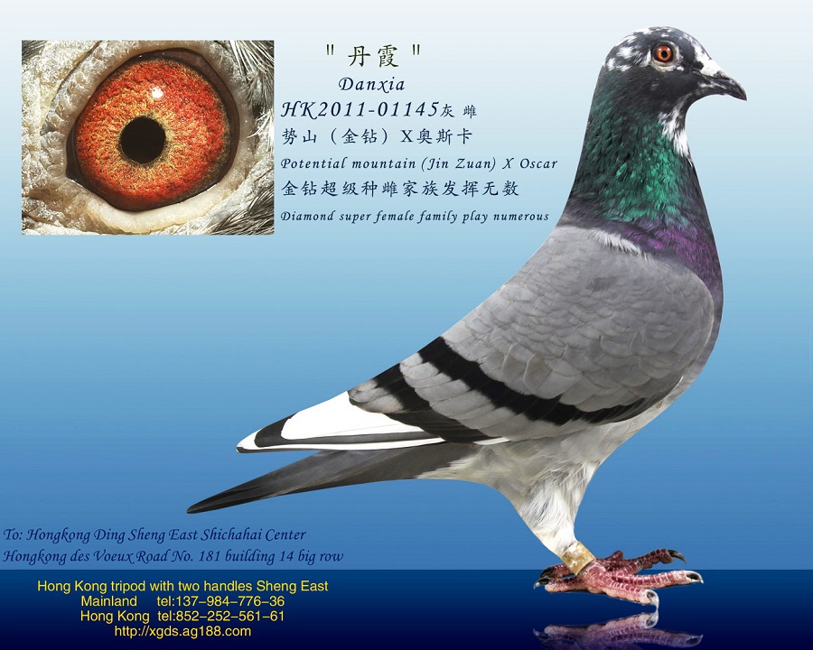 >> 查看拍卖商品