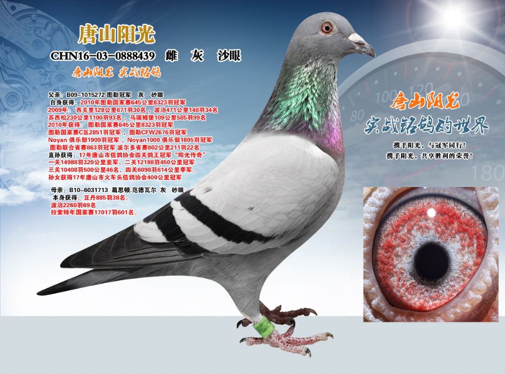 唐山阳光 - 中信网铭鸽展厅 www.ag188.com