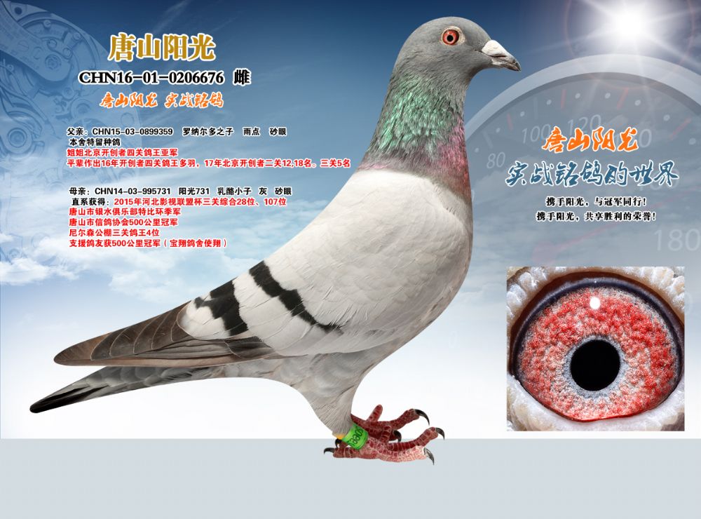 唐山阳光 - 中信网铭鸽展厅 www.ag188.com