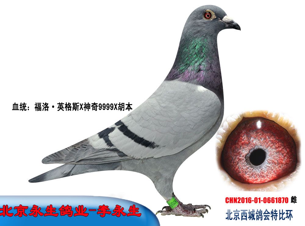 信鸽拍卖首页 拍卖专题 >> 查看拍卖商品   李永生0661870