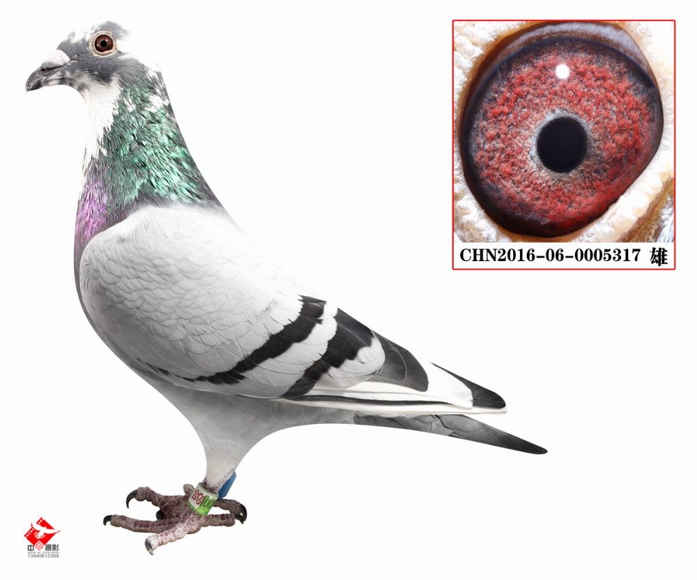 信鸽在线拍卖平台 - 中国信鸽信息网