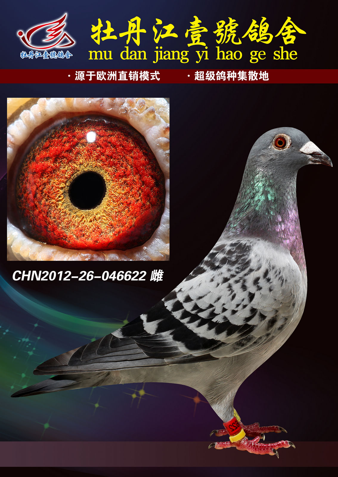 信鸽在线拍卖平台 - 中国信鸽信息网