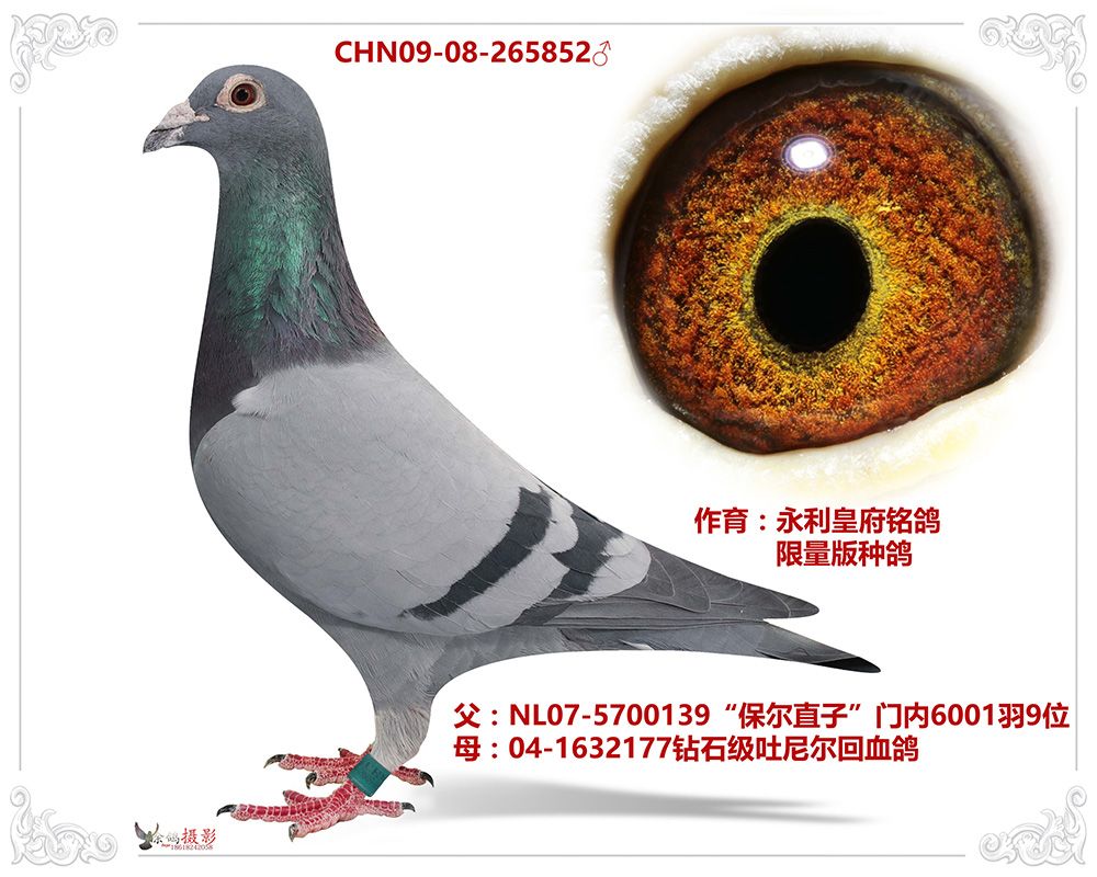 永利皇府铭鸽限量版种鸽 保证金级 拍卖