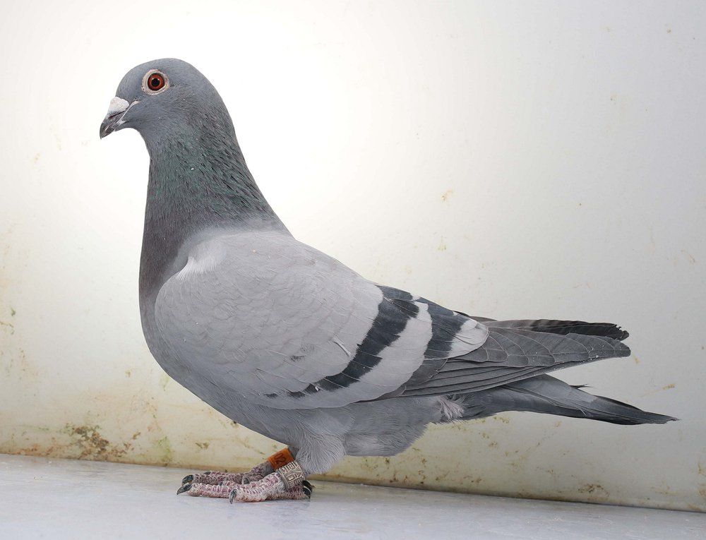 >> 查看拍卖商品