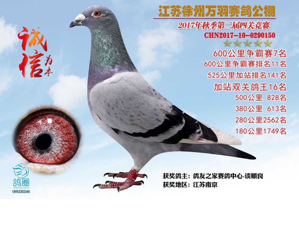 信鸽在线拍卖平台 - 中国信鸽信息网