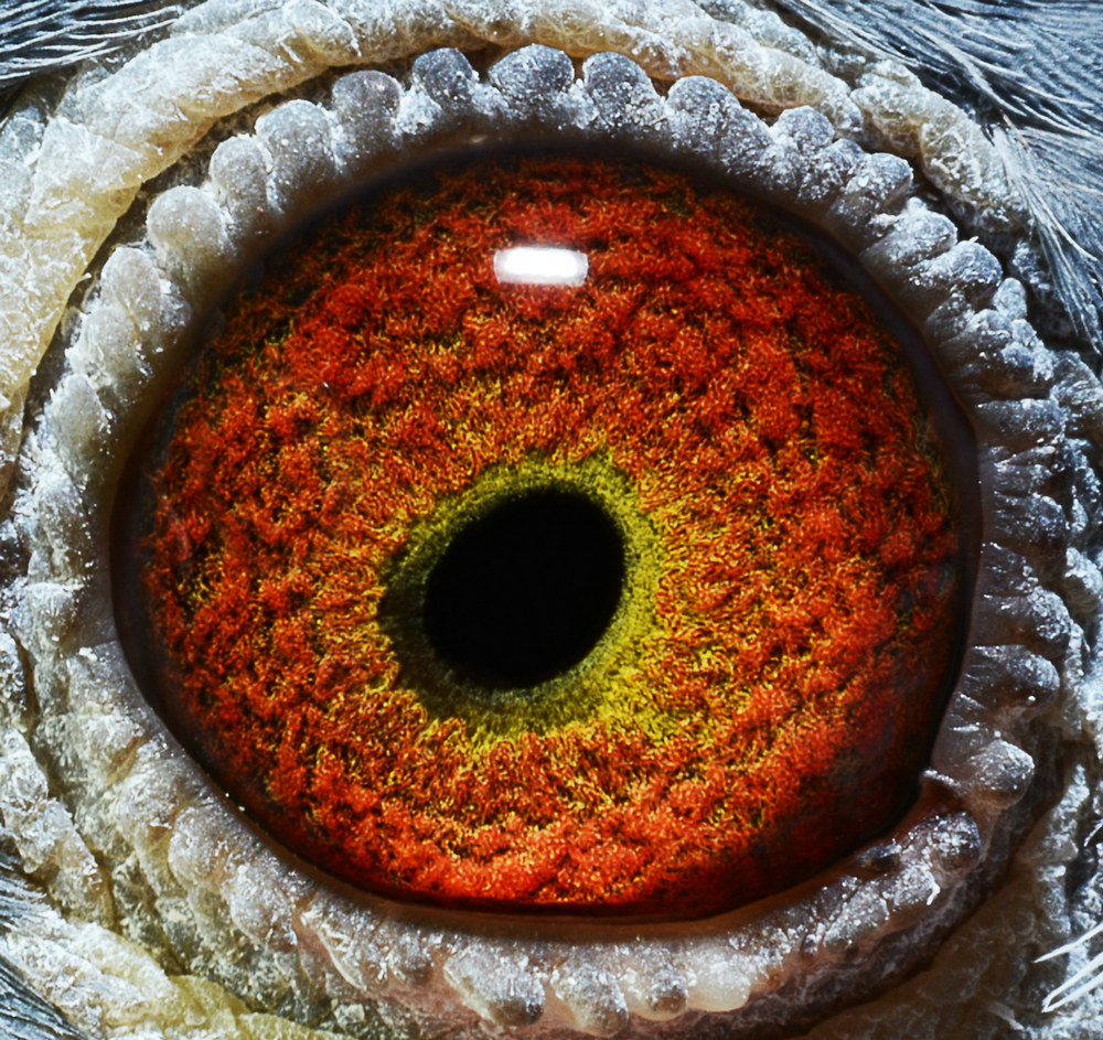 鸽王系1195 保证金级 拍卖